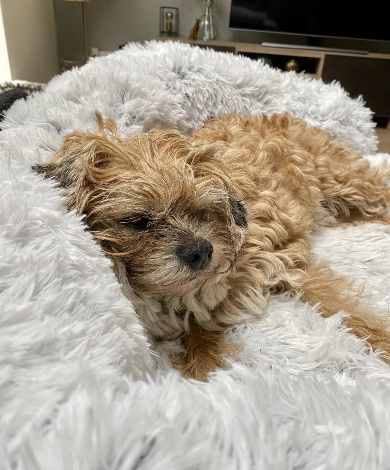 PetPillow | Bescherming voor je Bank