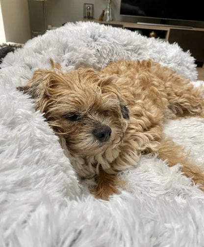 PetPillow | Bescherming voor je Bank